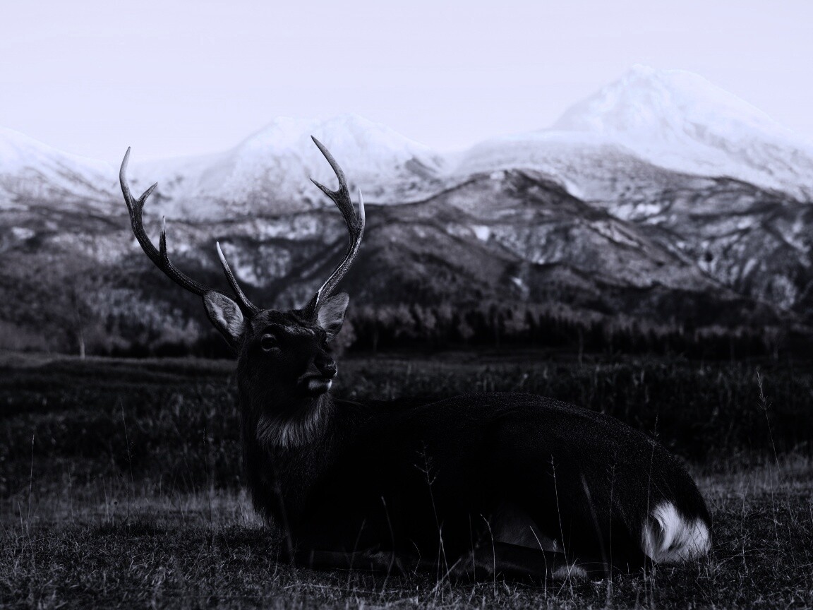 Олень отдыхает в предгорьях обои