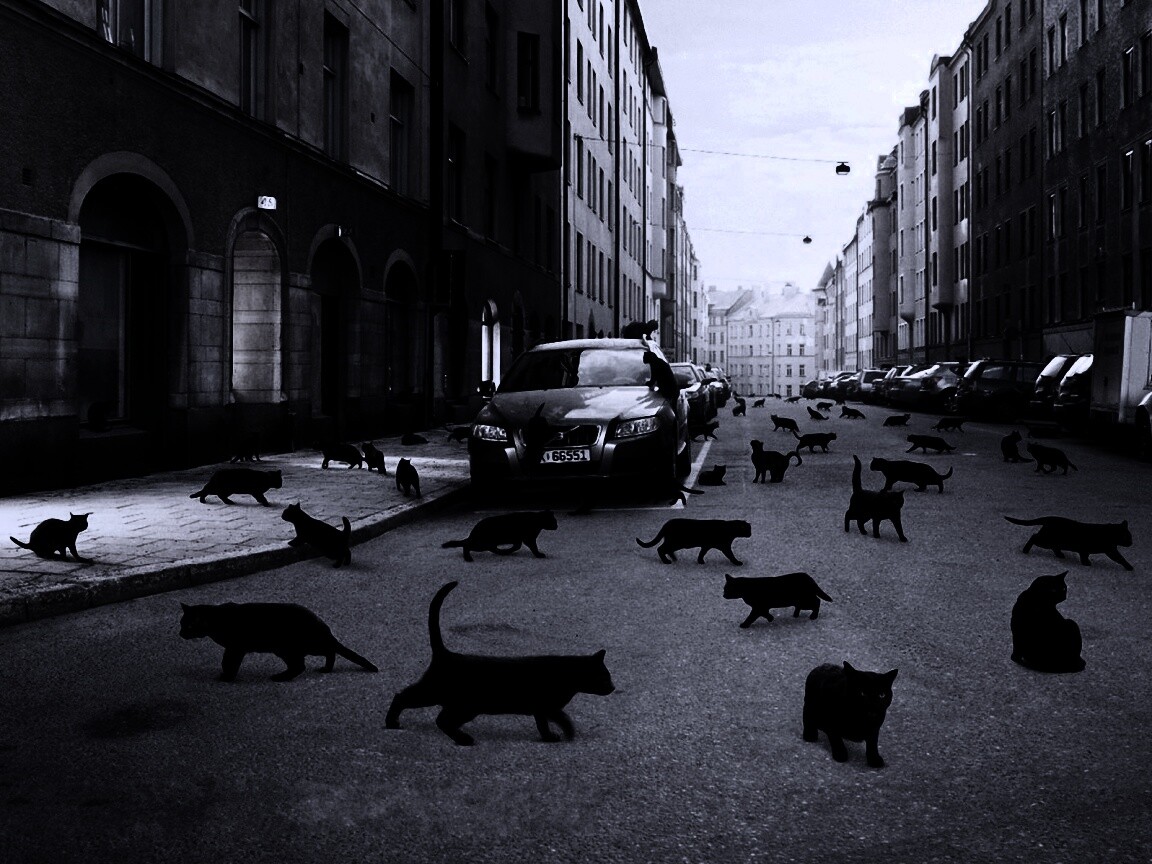 Город кошек обои