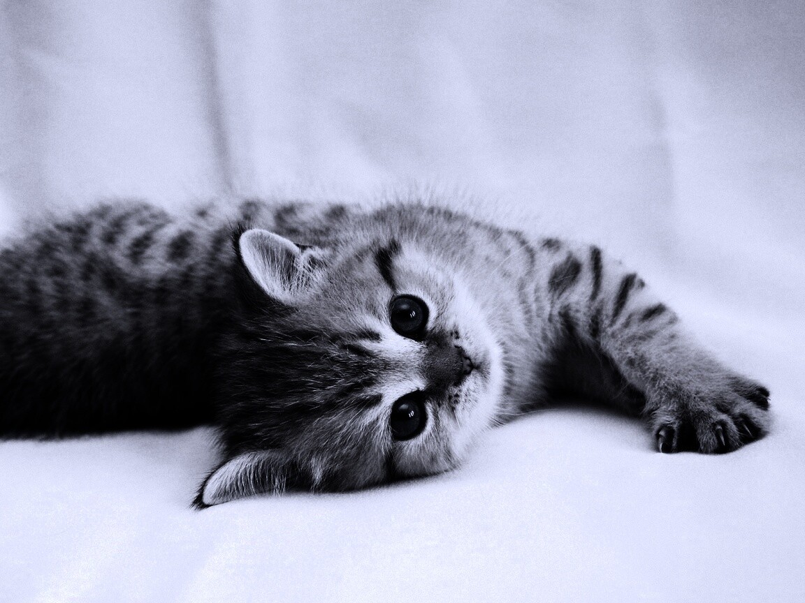 Рыжиый котенок с синим глазами обои