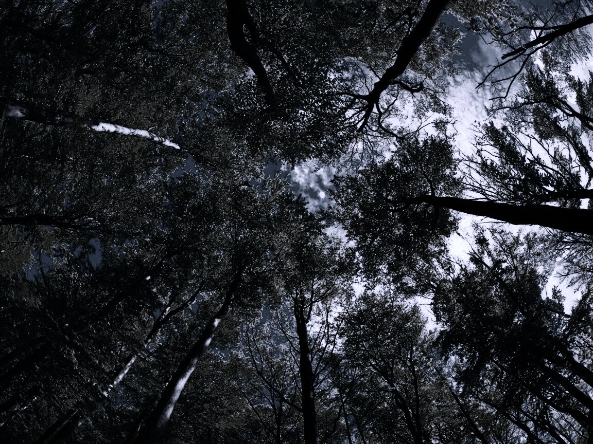 Кроны деревьев обои