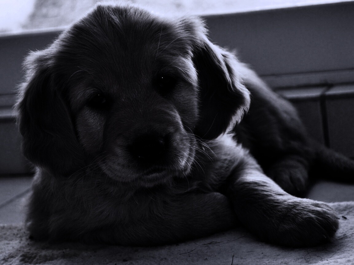 Сонный щенок лабрадора обои