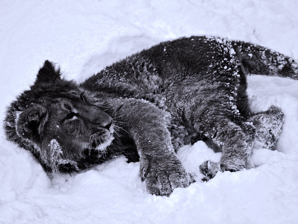 Львёнок в снегу обои