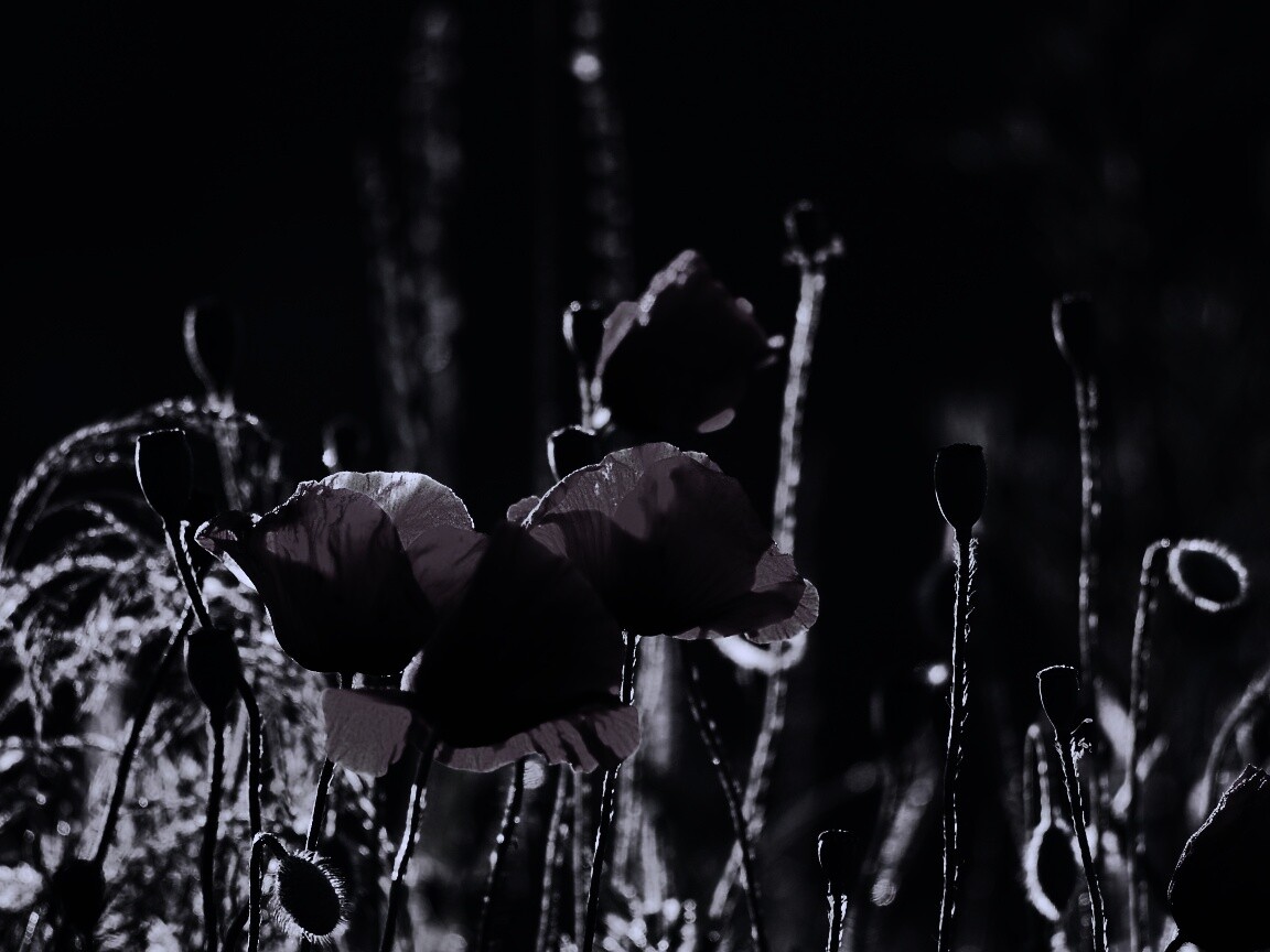 Макро фото мака обои