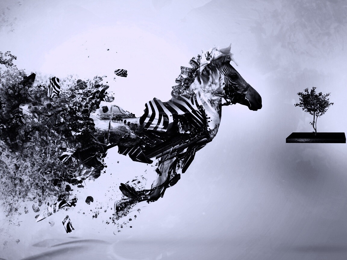 Зебра и бонсай обои