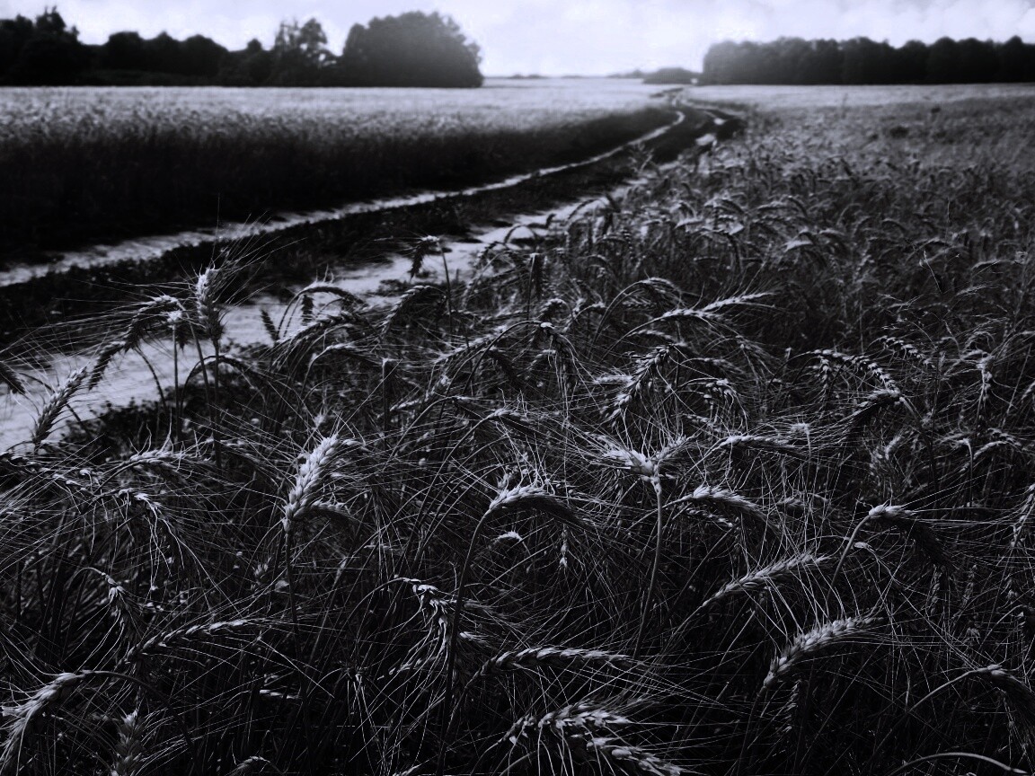 Речка среди поля обои