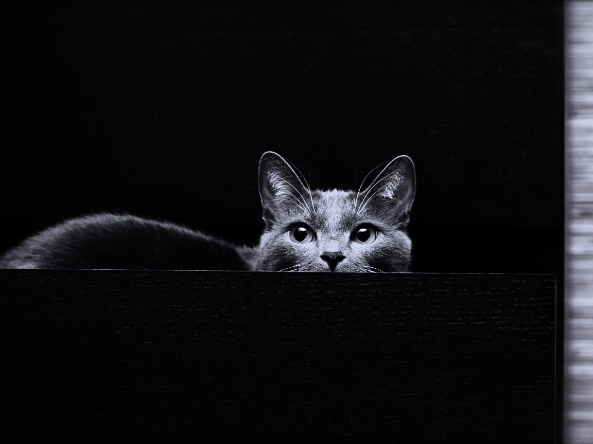 Кот в ящике комода обои