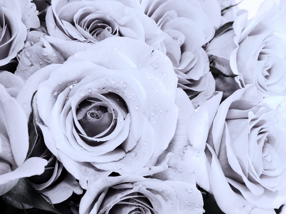 Букет розовых роз обои