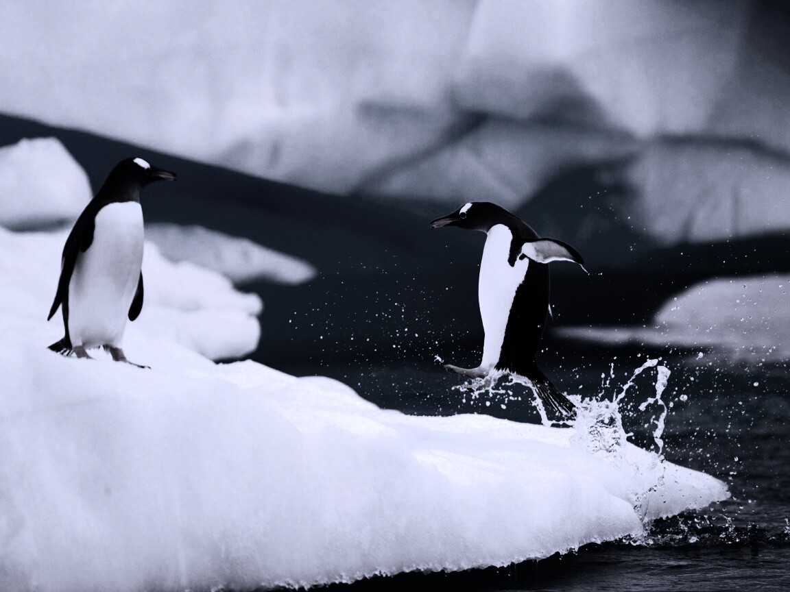Пигвин запрыгивает на льдину обои