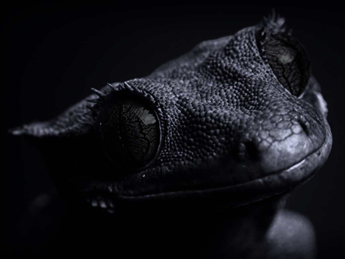 Ящерка обои