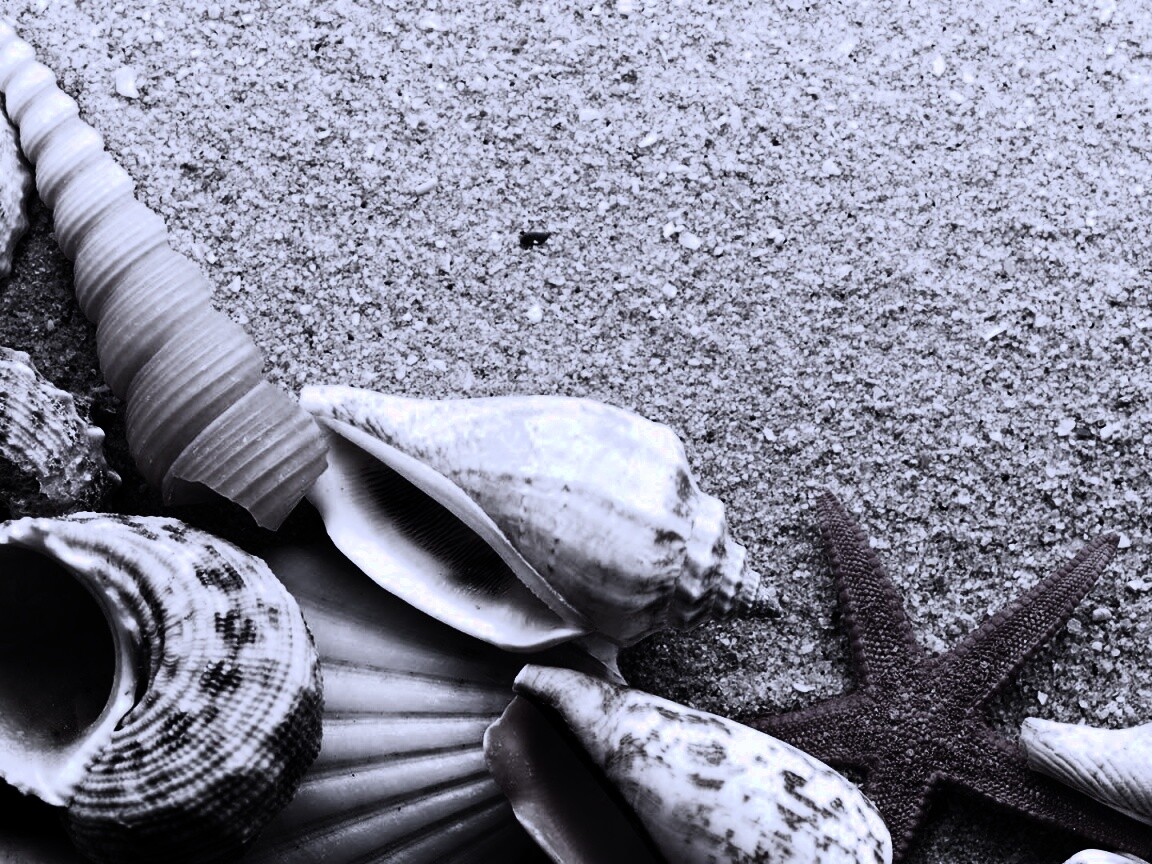 Морские раковины и звезды обои