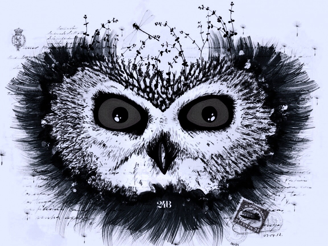 Обои сова для mac book обои