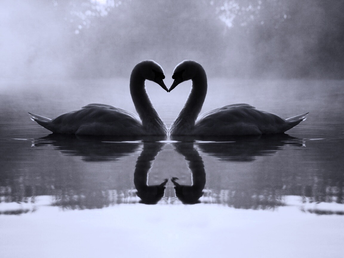 Влюблённые лебеди обои