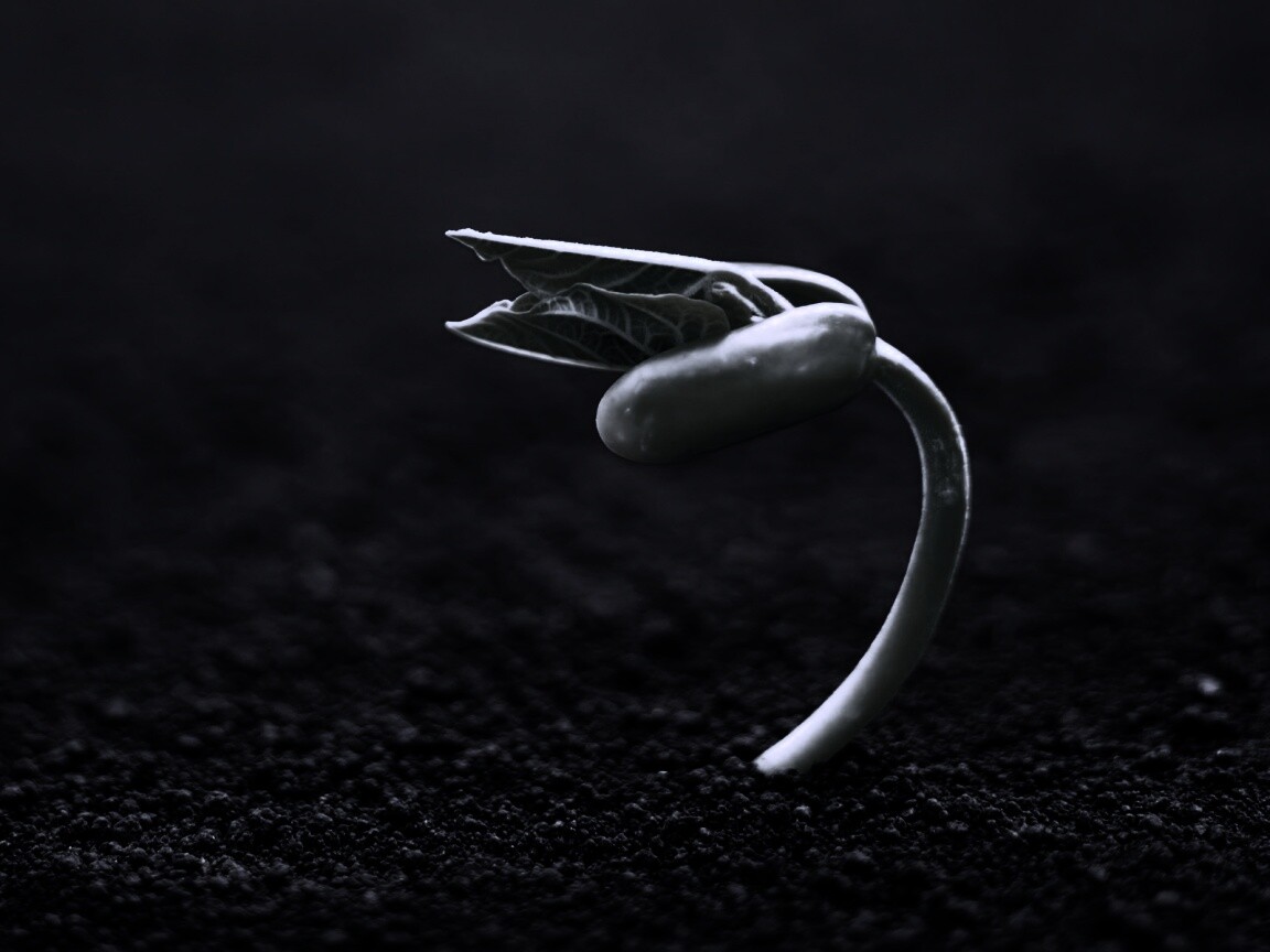 Макро фото зелёного росточка обои