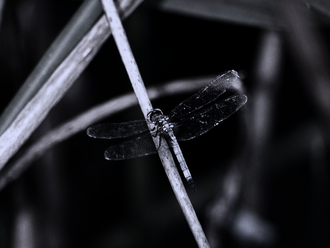 Стрекоза на тарвинке обои