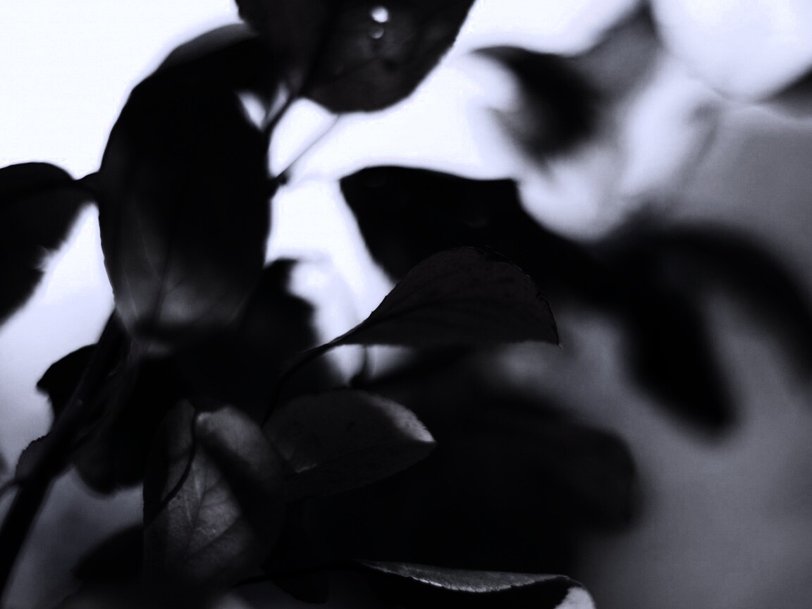 Увядающие листья обои