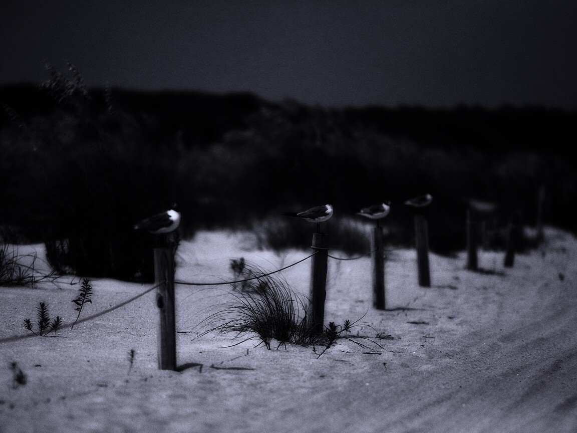 Птички на столбиках обои