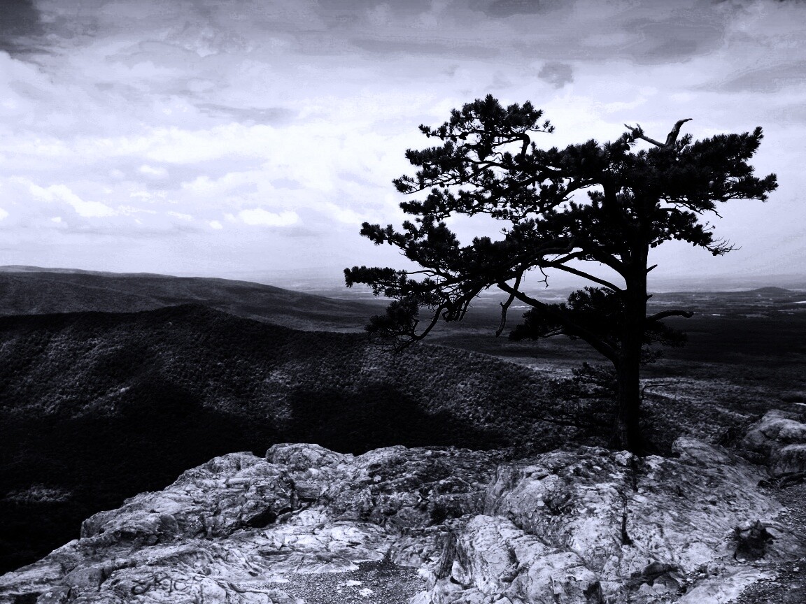 Горное дерево в черно-белых тонах обои