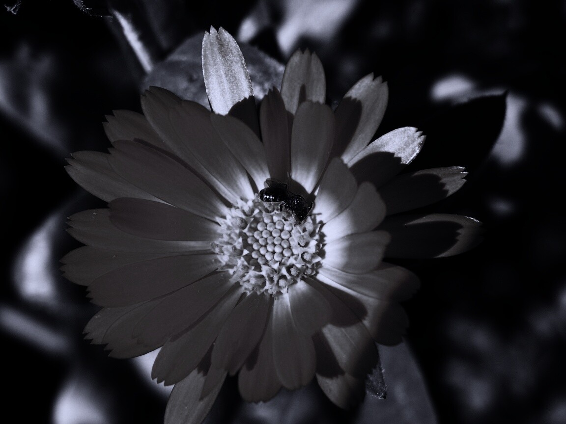 Оса на цветке обои