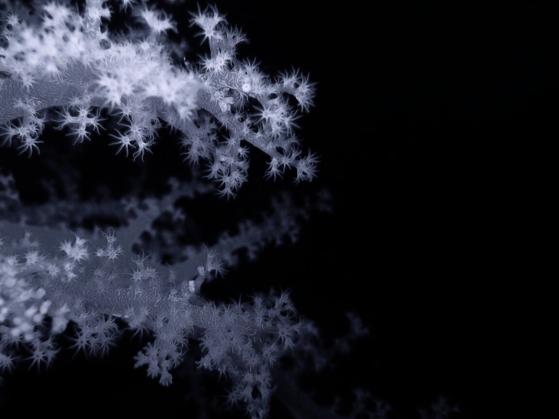 Кораллы обои