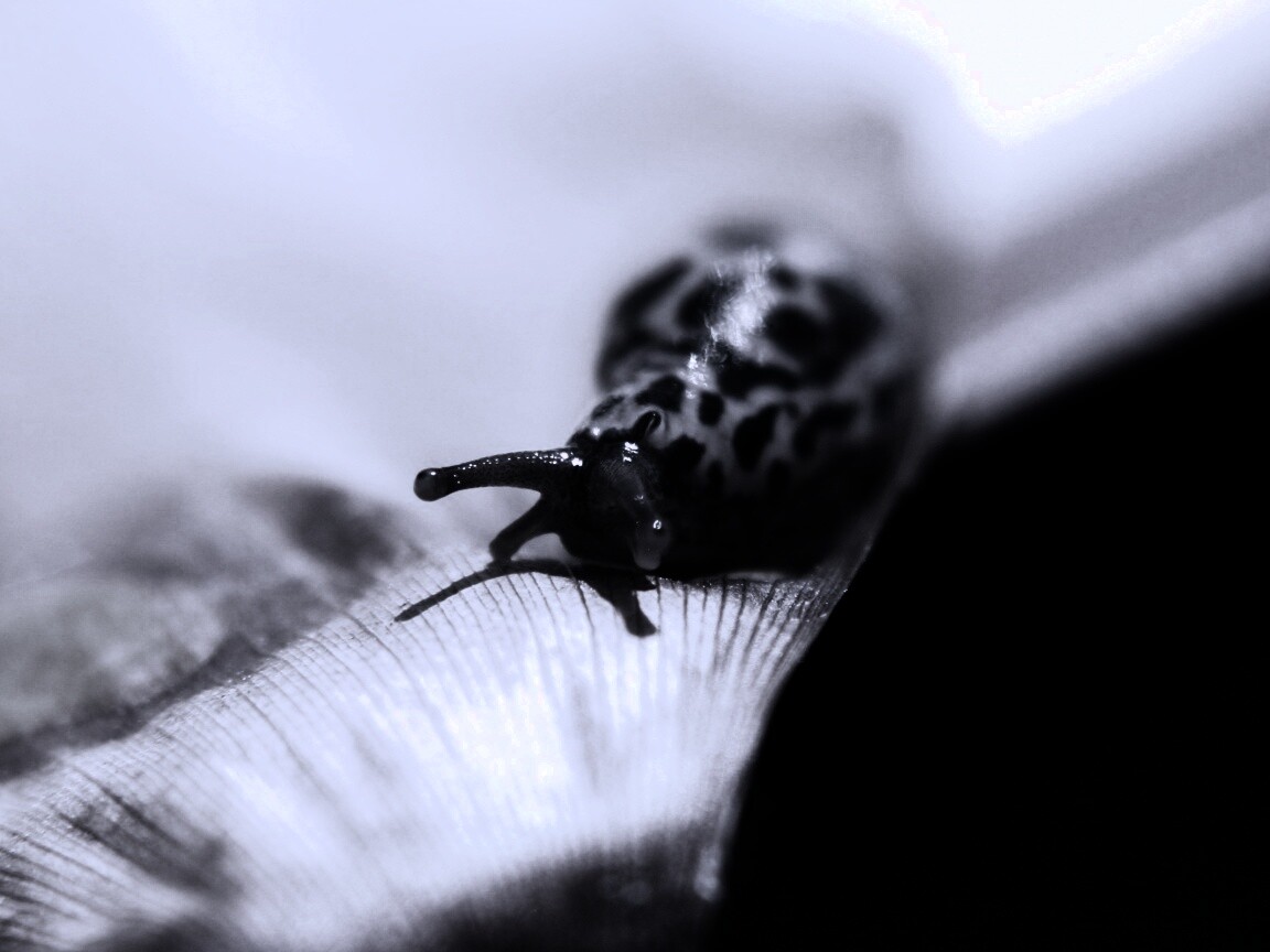 Ползущая улитка обои