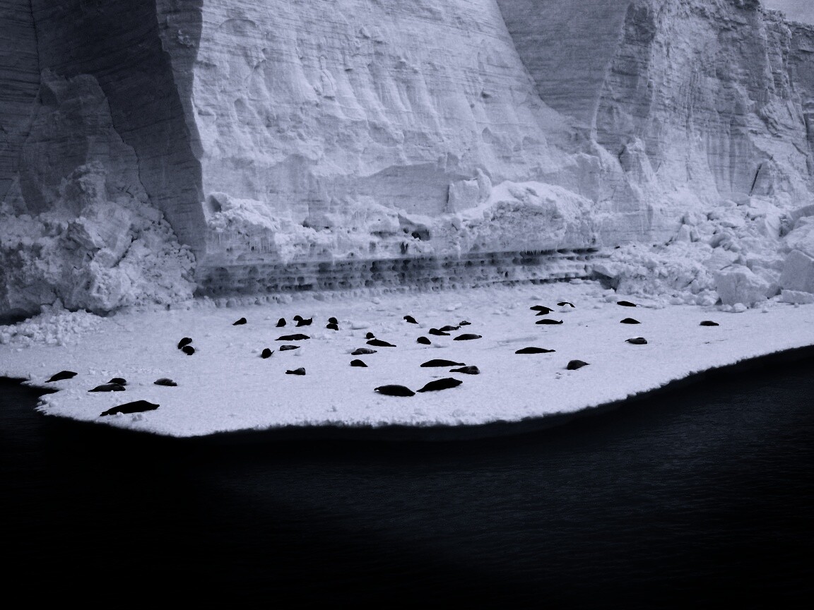 Лежбище тюленей обои