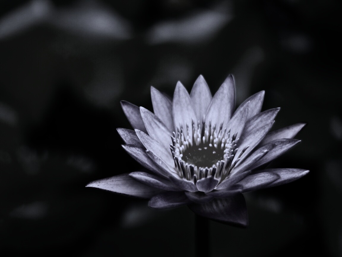 Фиолетовый цветок обои