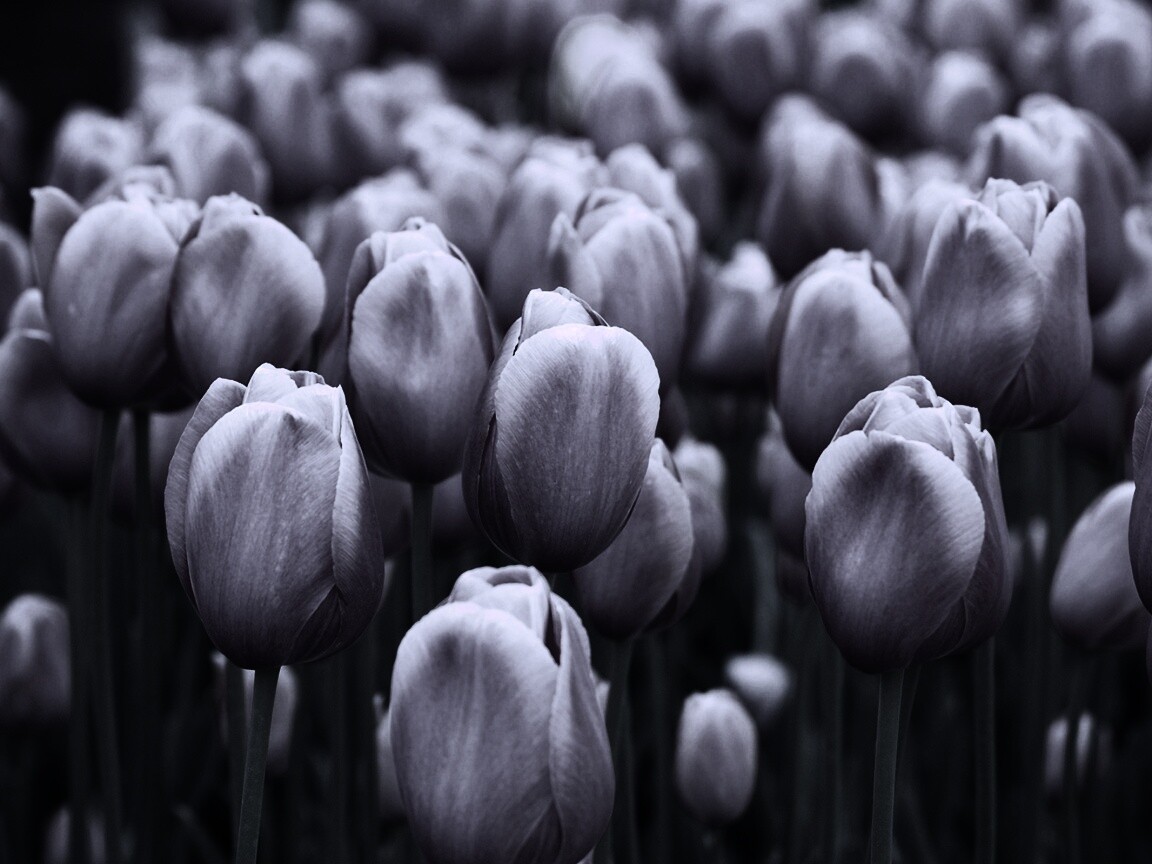 Море розовых тюльпанов обои