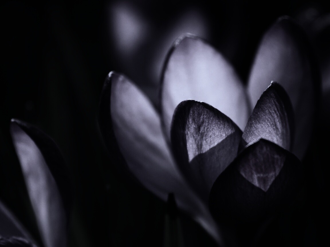 Фиолетовый крокус обои