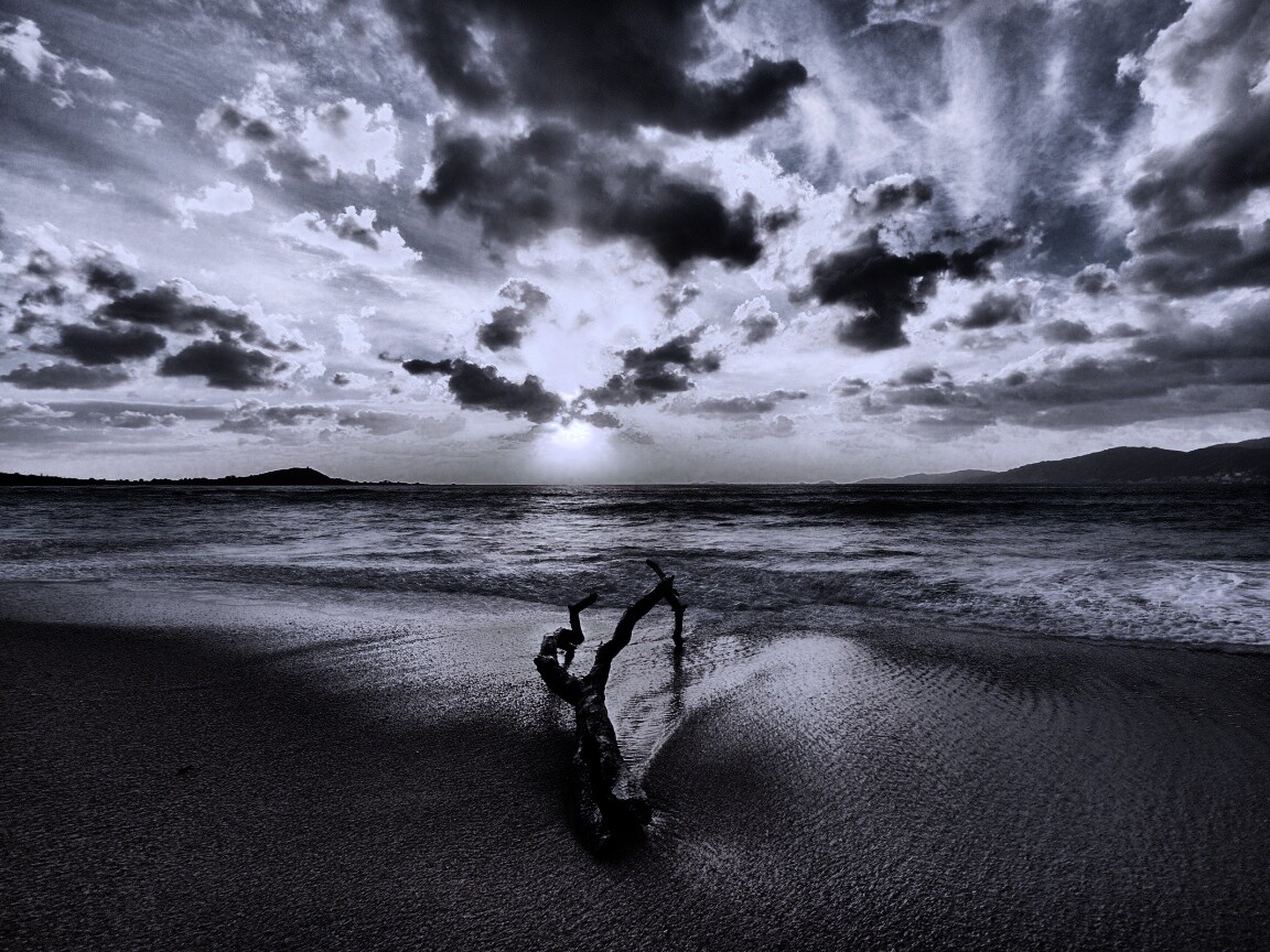 Коряга на пляже обои