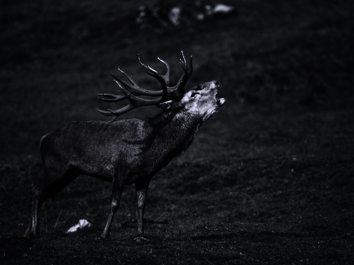 Лось зовёт сородичей обои