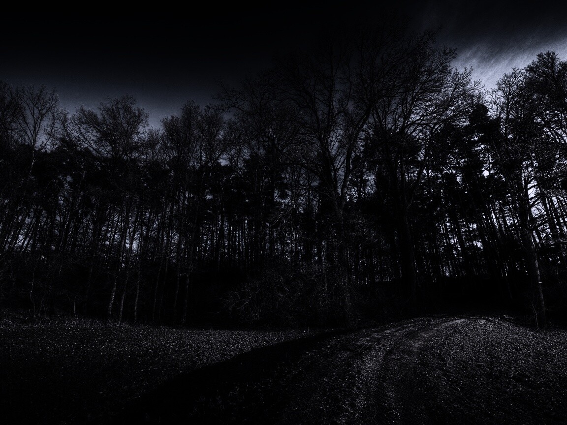 Дорога в лес обои