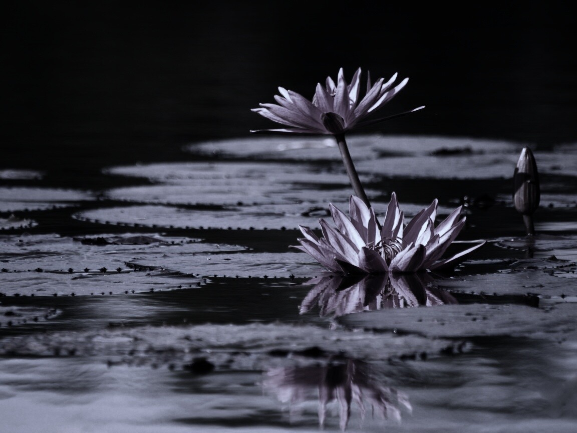 Цветущие кувшинки обои