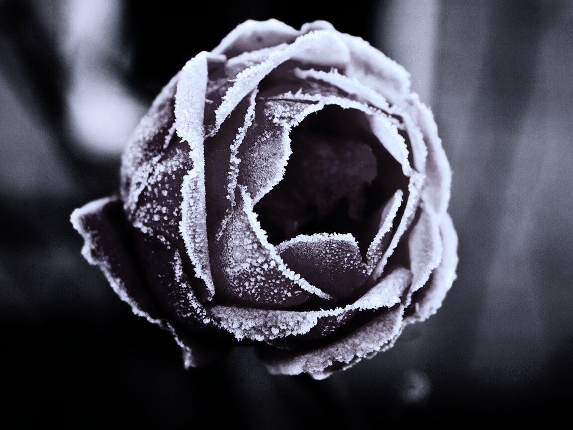 Роза в иние обои