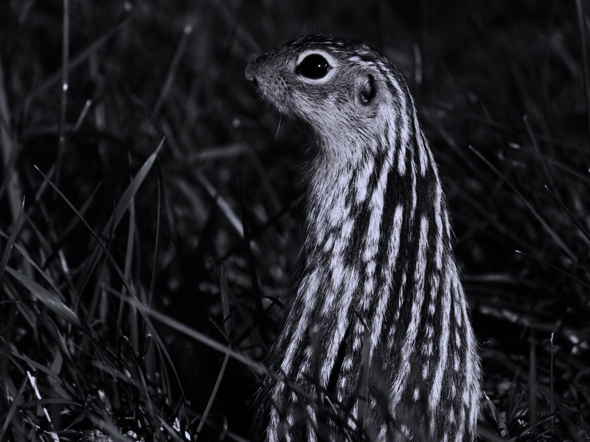 Сурок в стойке обои