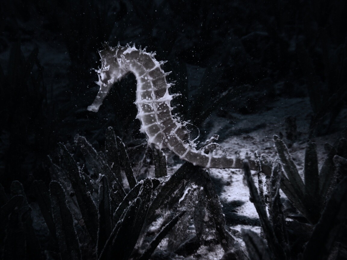 Морской конек обои