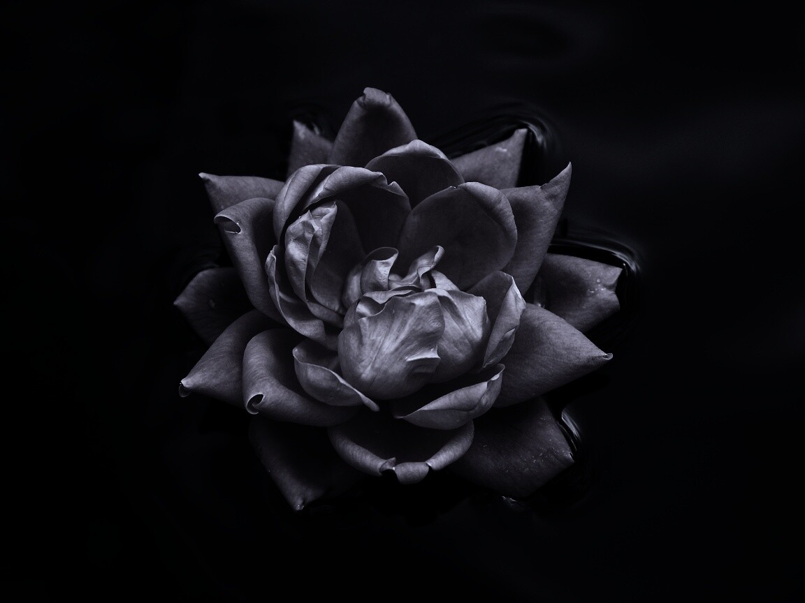 Красивый цветок на воде обои