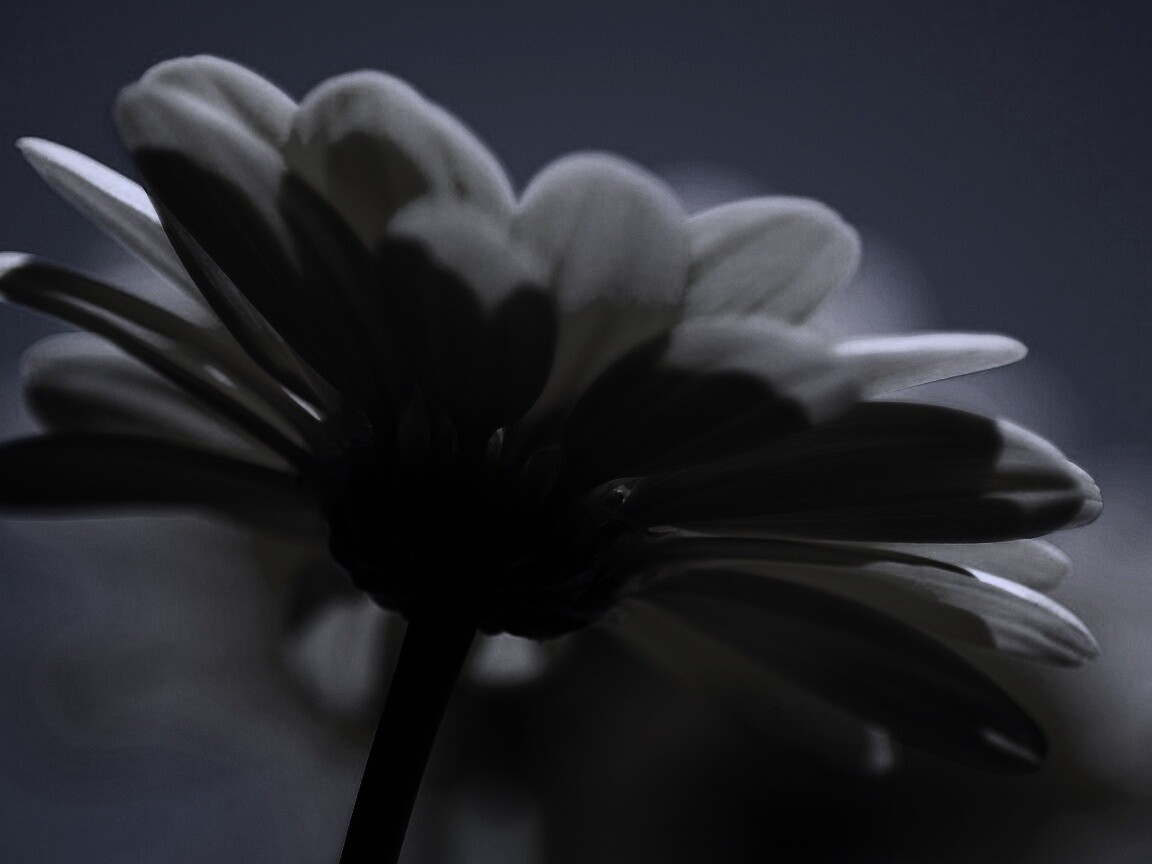 Макро-фото желтого цветка обои