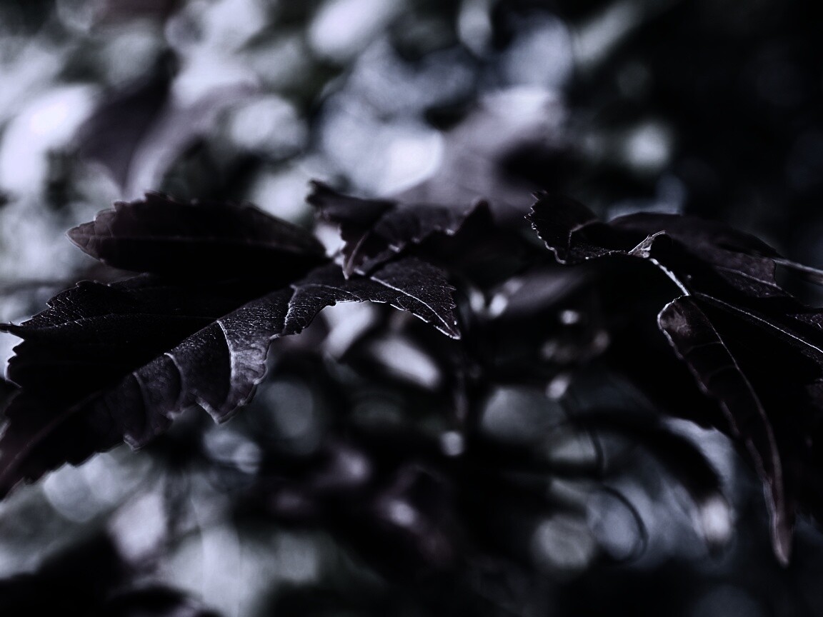 Красивые осенние листья в баговых цветах обои