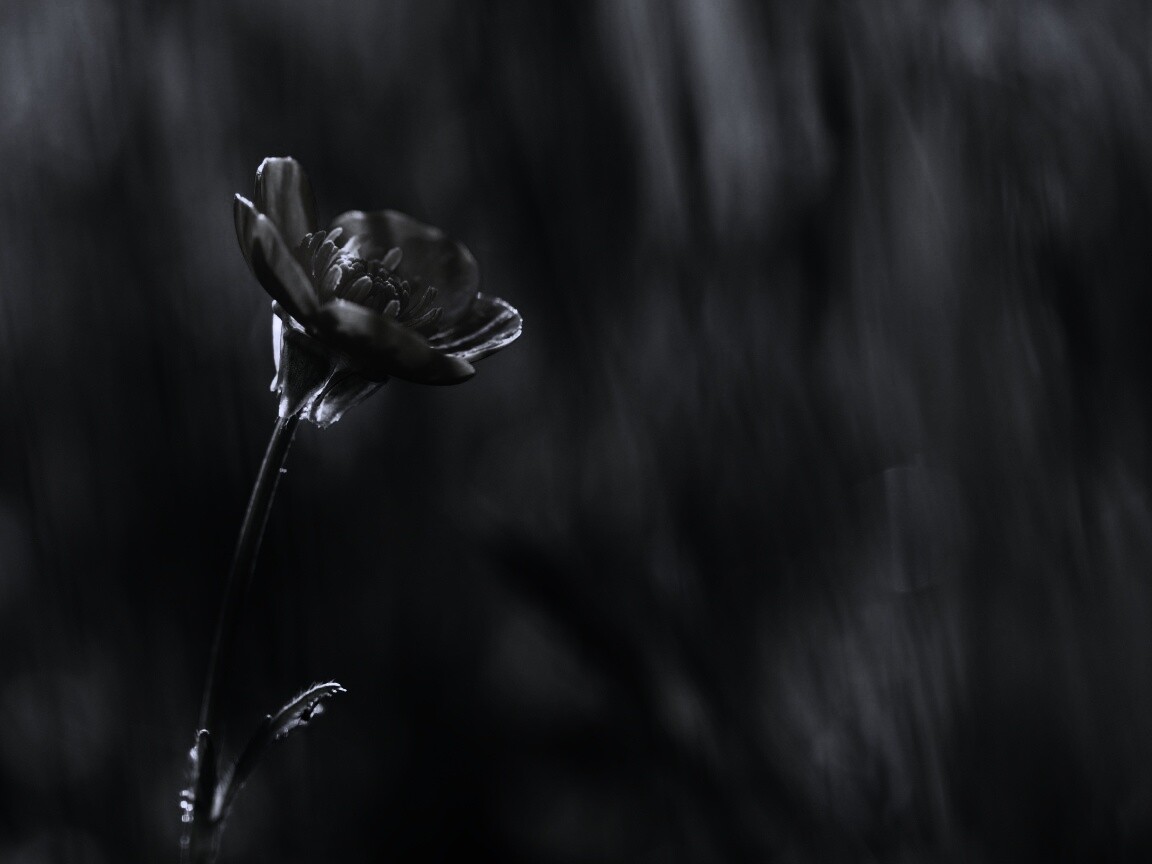 Маленький жёлтый цветочек обои