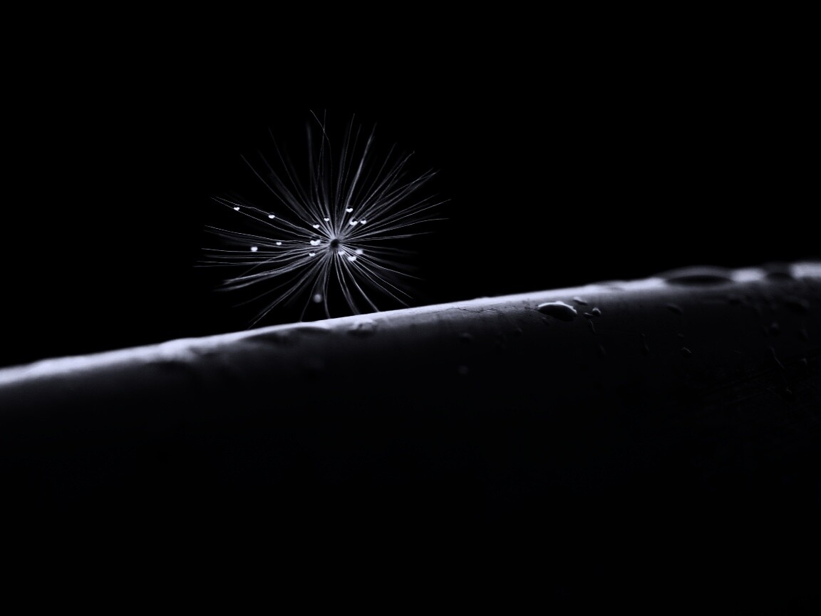 Прилипшая пушинка обои