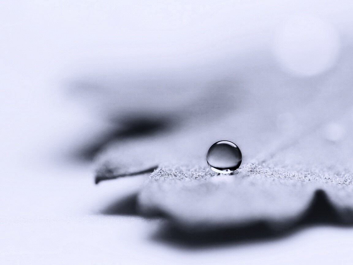 Капля на замёрзжем листе обои