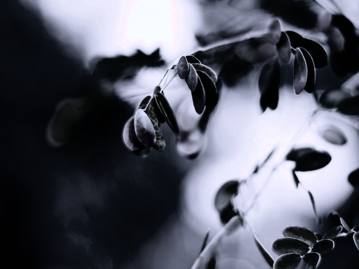 Фиолетовые листья обои