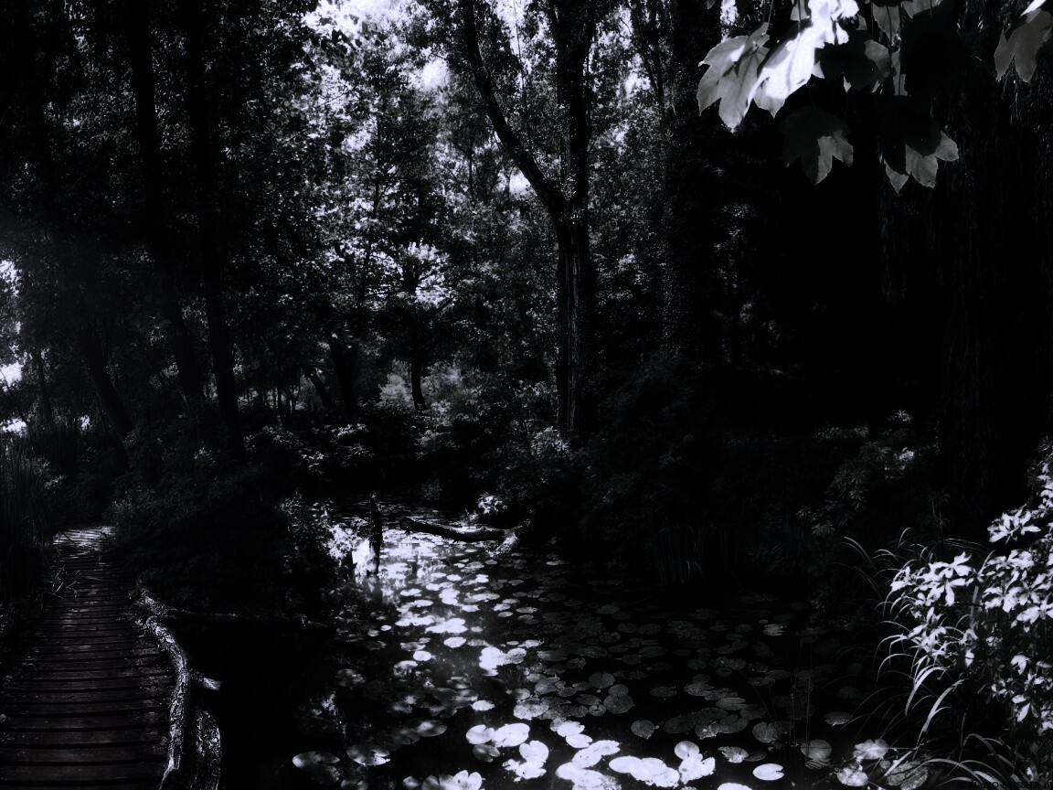 Пруд в лесу обои