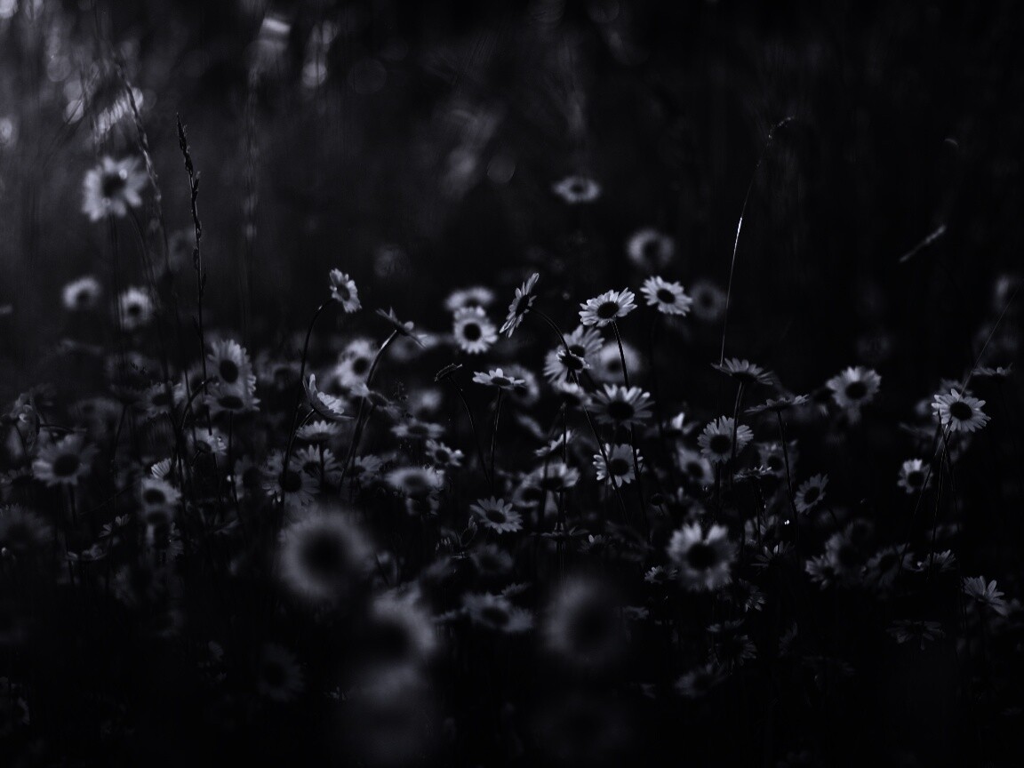 Поле ромашек обои