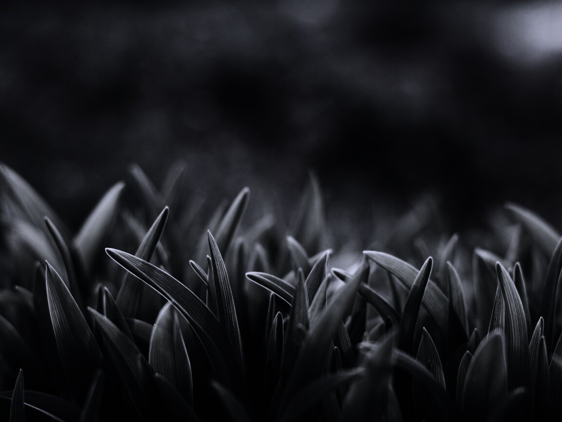 Сочная нежная трава обои