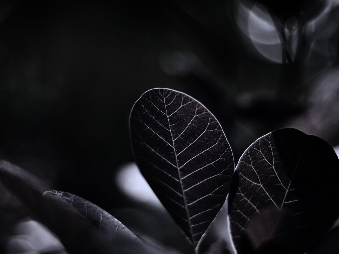 Красные листья обои