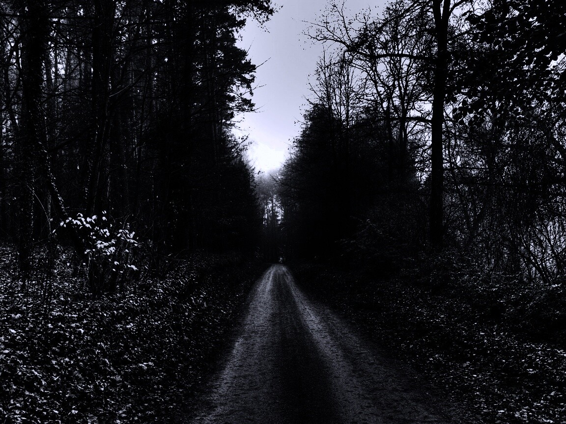 Лесная дорога обои