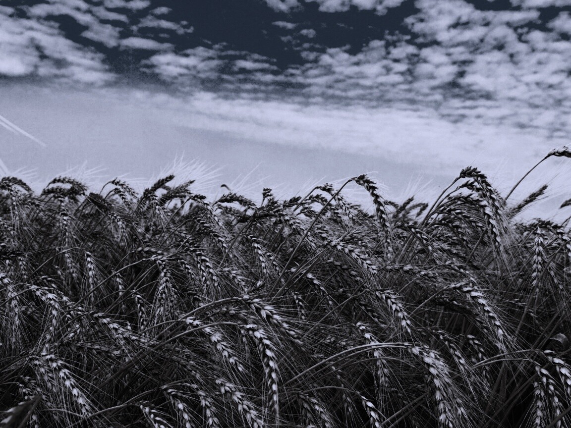 Колосья в поле обои