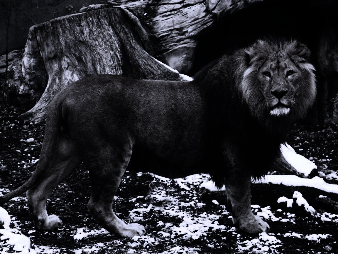 Красивый лев в лесу обои