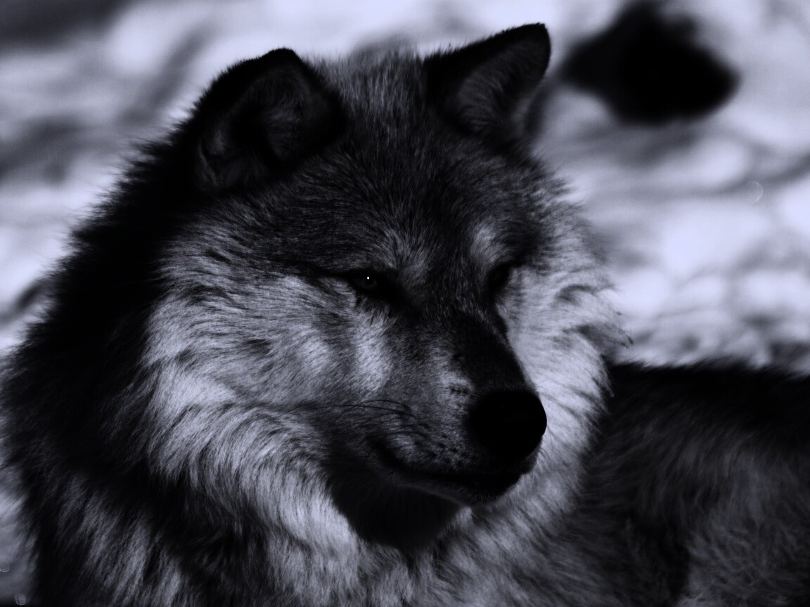 Лайка на снегу обои